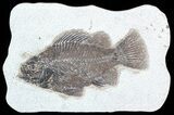 Cockerellites (Priscacara) Fossil Fish - Hanger Installed #51059-1
